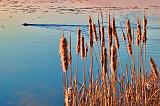 Sunrise Cattails_00238